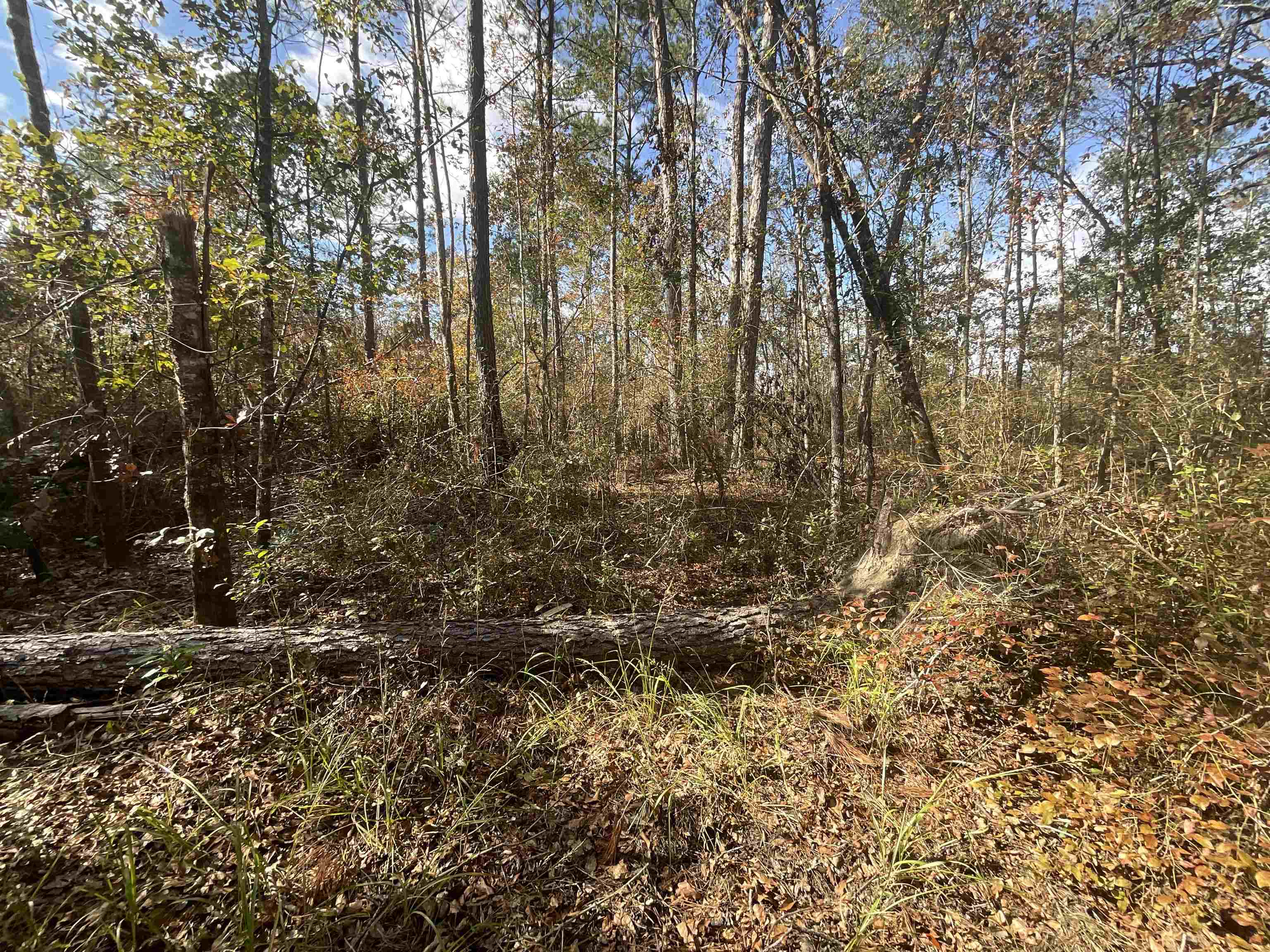 Vacant Southwest Moseley Hall Road Greenville, FL 32331 - Photo 9 of 42 Gallery Image 9