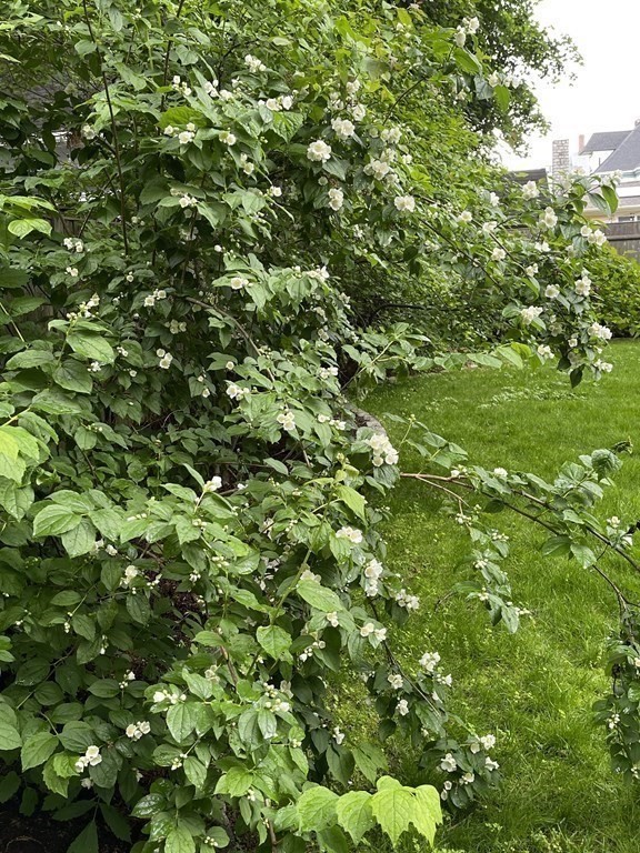 116 Dickerman Road Newton, MA 02461 - Photo 29 of 40 a view of a tree