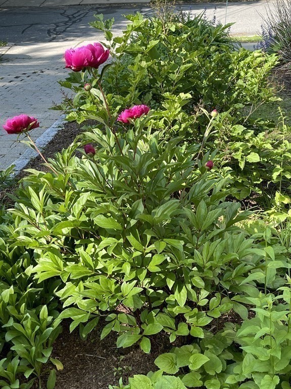 116 Dickerman Road Newton, MA 02461 - Photo 30 of 40 a view of a flower