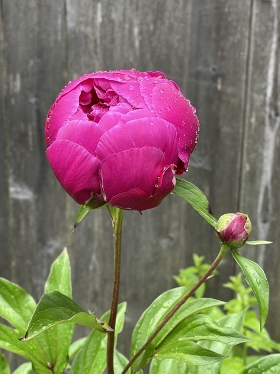 116 Dickerman Road Newton, MA 02461 - Photo 31 of 40 a view of a backyard