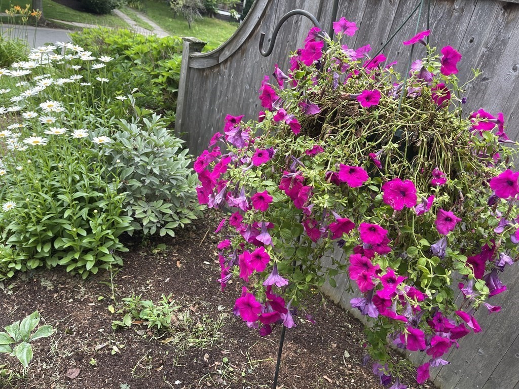 116 Dickerman Road Newton, MA 02461 - Photo 32 of 40 a view of a flower flowers