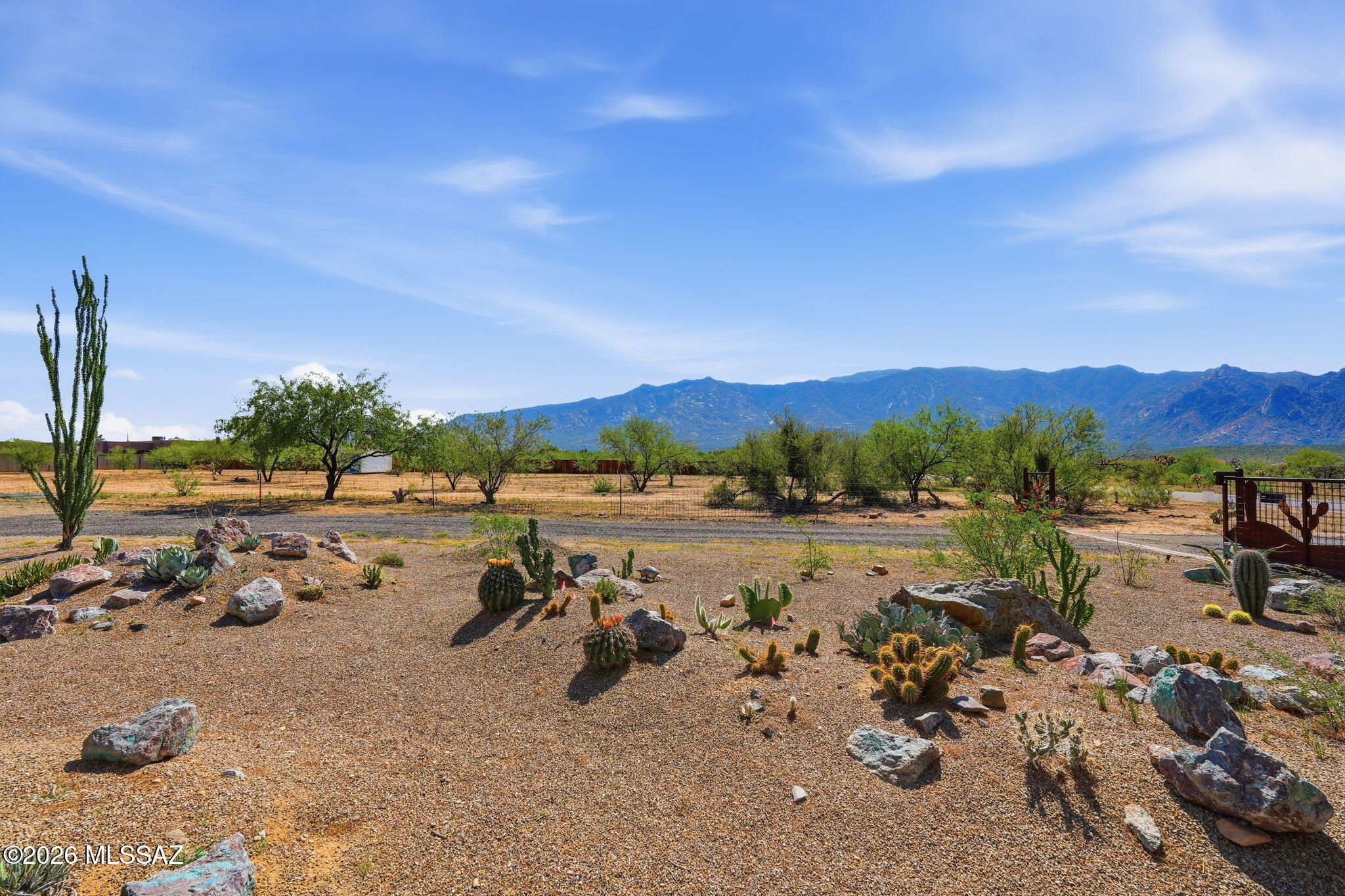 3515 East Rollins Road Tucson, AZ 85739 - Photo 25 of 30 Cactus garden