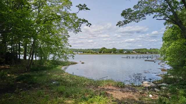 a view of trees and tree in a yard