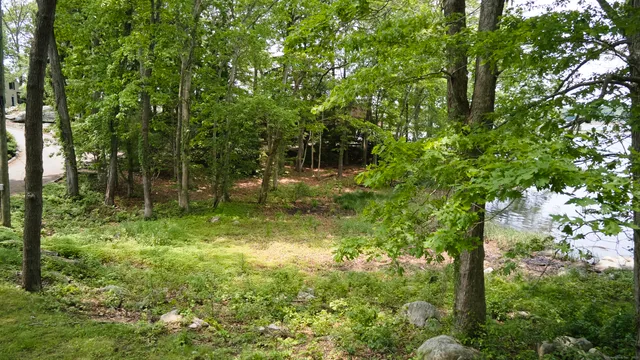 a view of a lush green forest