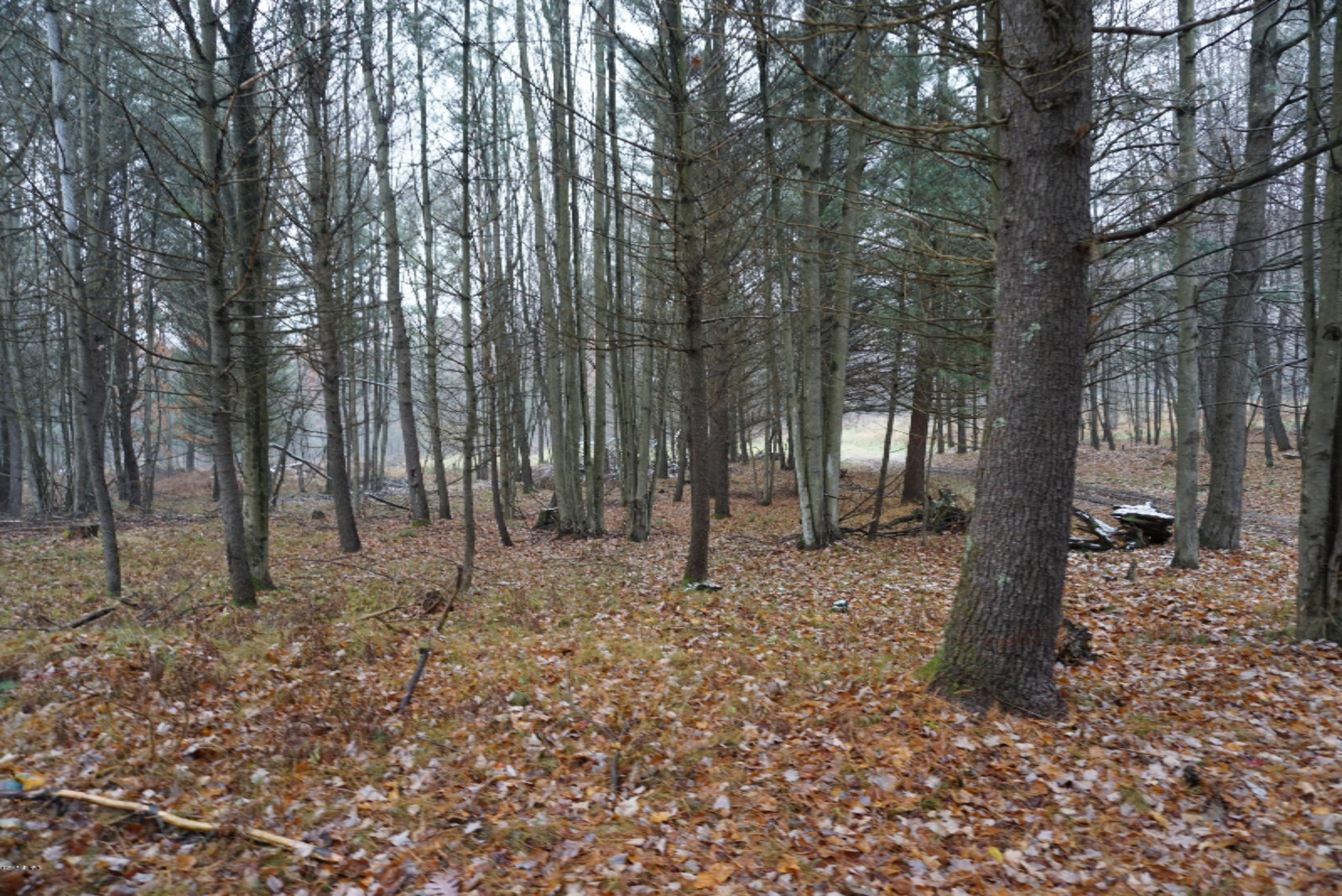 12463 Willow Road Bitely, MI 49309 - Photo 10 of 10 DSC01845