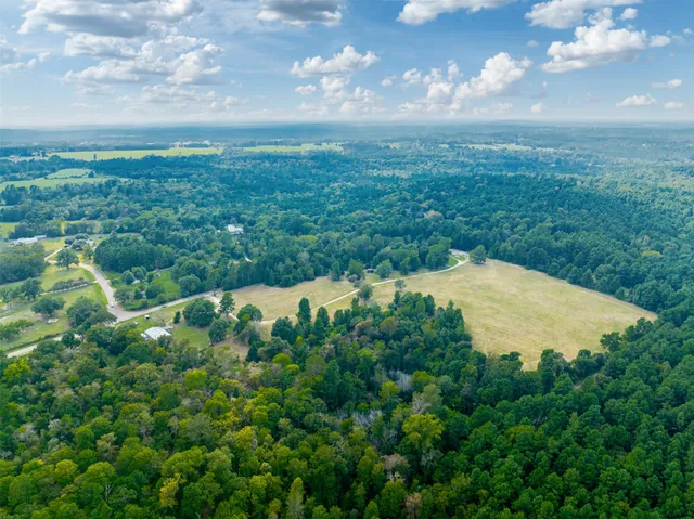 a view of a bunch of trees
