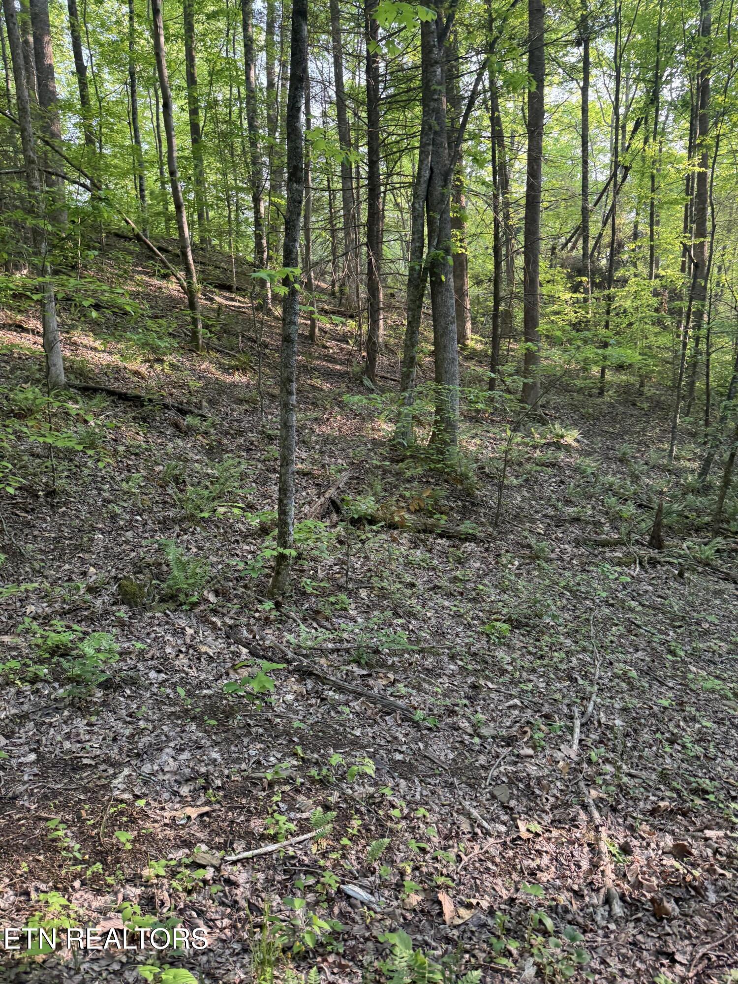 332 Padgett Mill Road Cosby, TN 37722 - Photo 28 of 41 IMG_8422