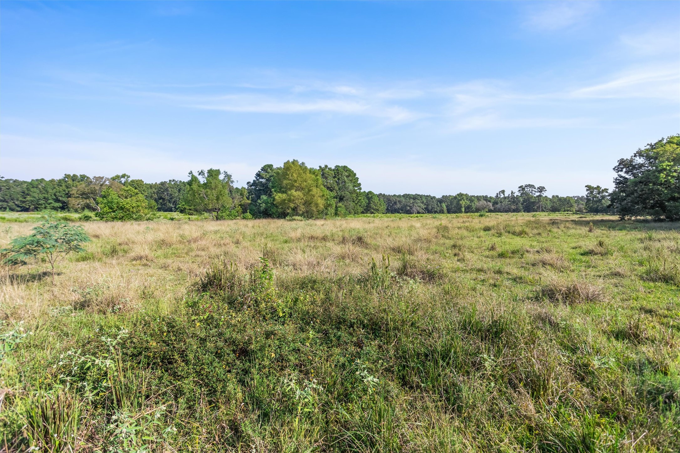 22.4-acres Bailey Grove Road Montgomery, TX 77356 - Photo 17 of 38 Gallery Image 17