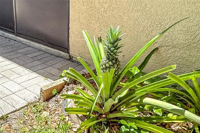 a close up of a plant in a garden