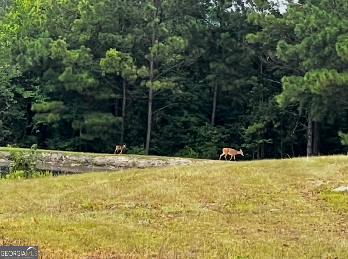 29 Mallard Road Butler, GA 31006 - Photo 5 of 9 a view of a house with a yard and covered with trees