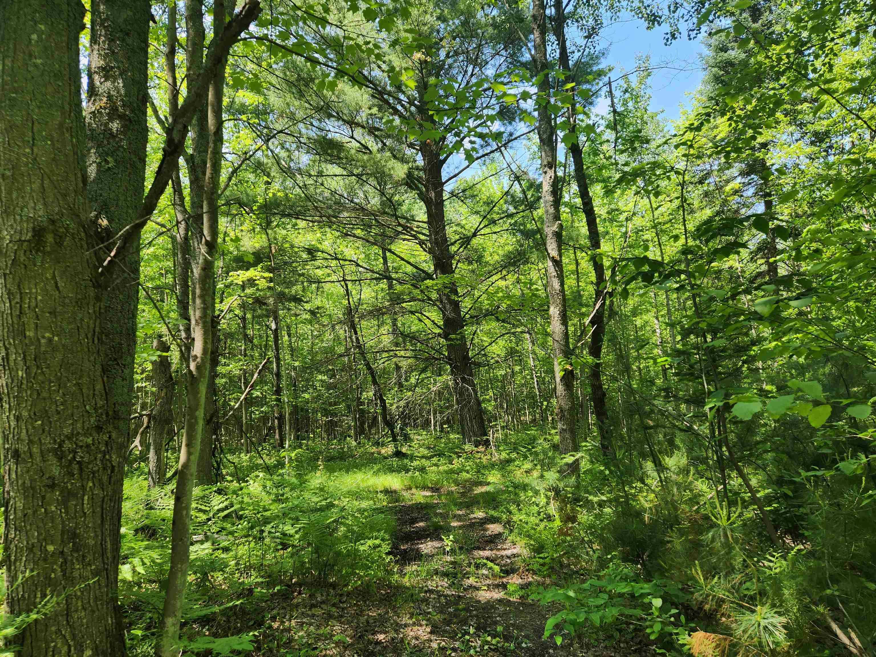 2867 Folks Road Northeast Kalkaska, MI 49646 - Photo 17 of 23 Gallery Image 17