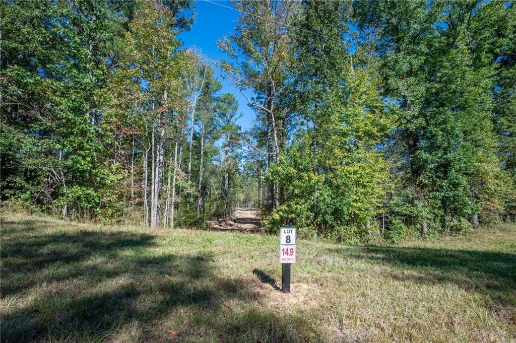 a view of a forest with trees