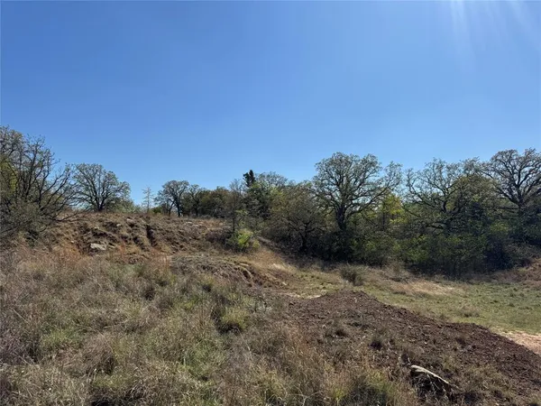 a view of a forest with trees in the background