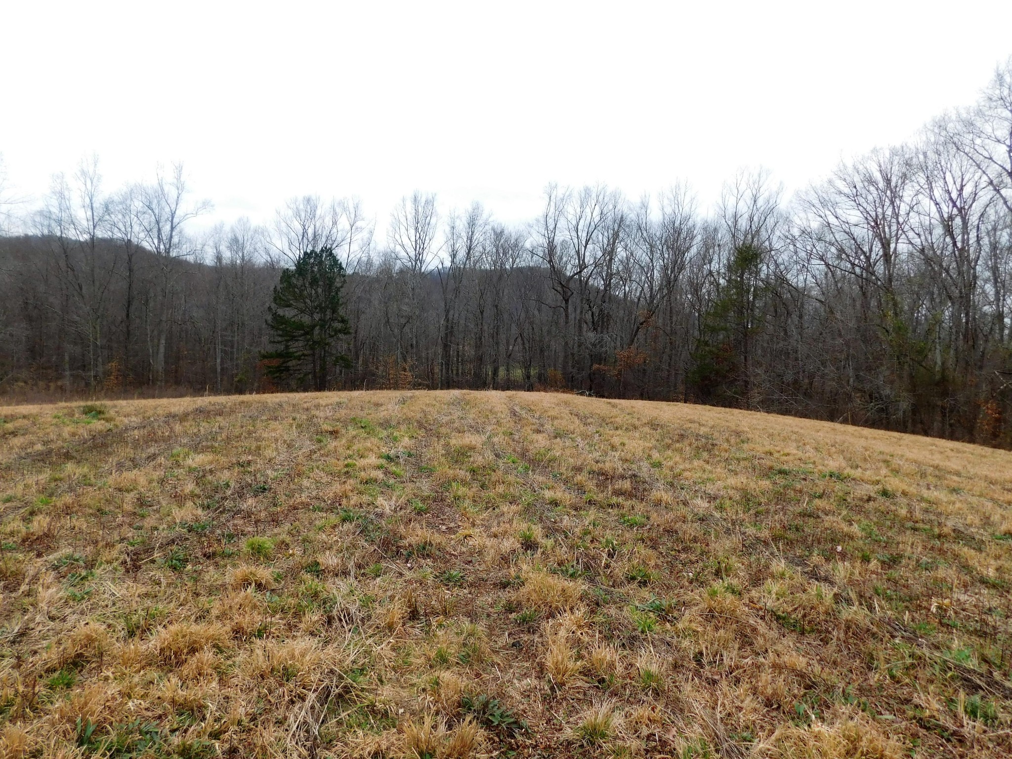 0 Pleasant Grove Road Winfield, TN 37892 - Photo 8 of 15 a view of backyard with wooden fence