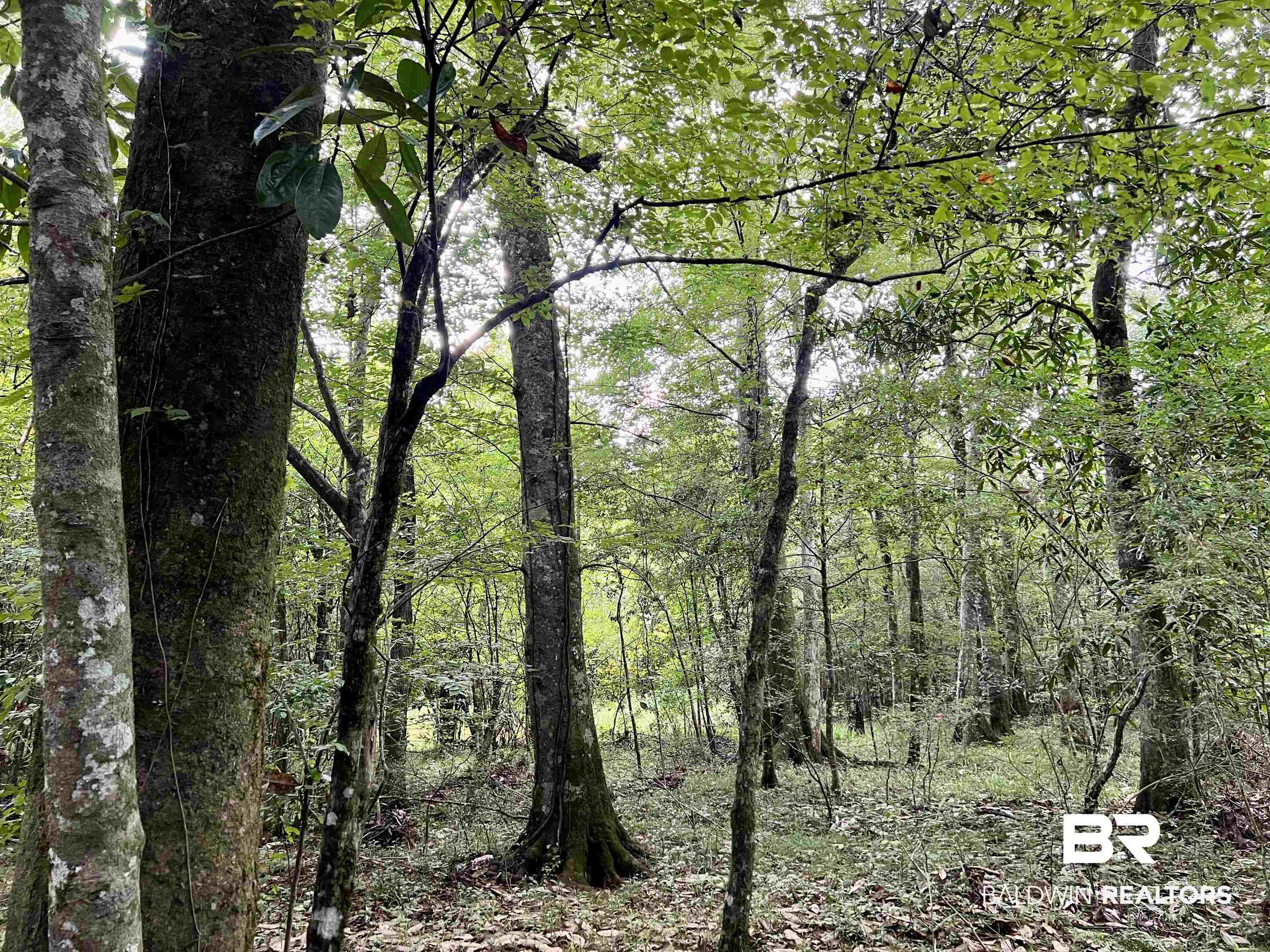 0 County Road 11 Repton, AL 36475 - Photo 2 of 34