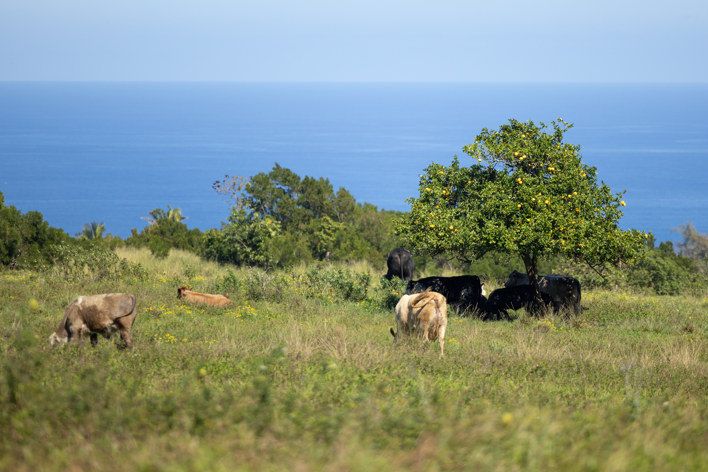54-2340 Kynnersley Road Kapaau, HI 96755 - Photo 12 of 23 a backyard of a house with lots of green space