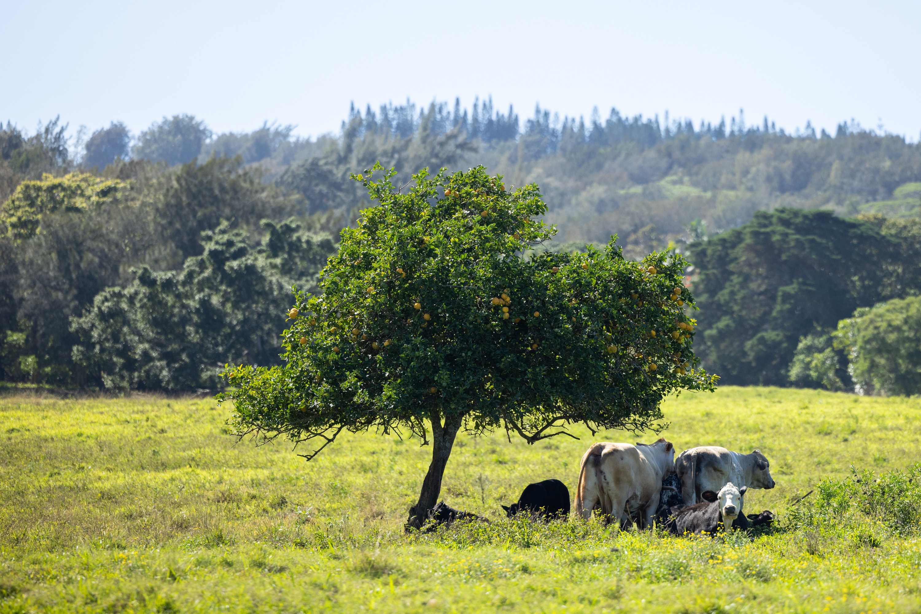 54-2340 Kynnersley Road Kapaau, HI 96755 - Photo 18 of 23 a view of a garden with a tree