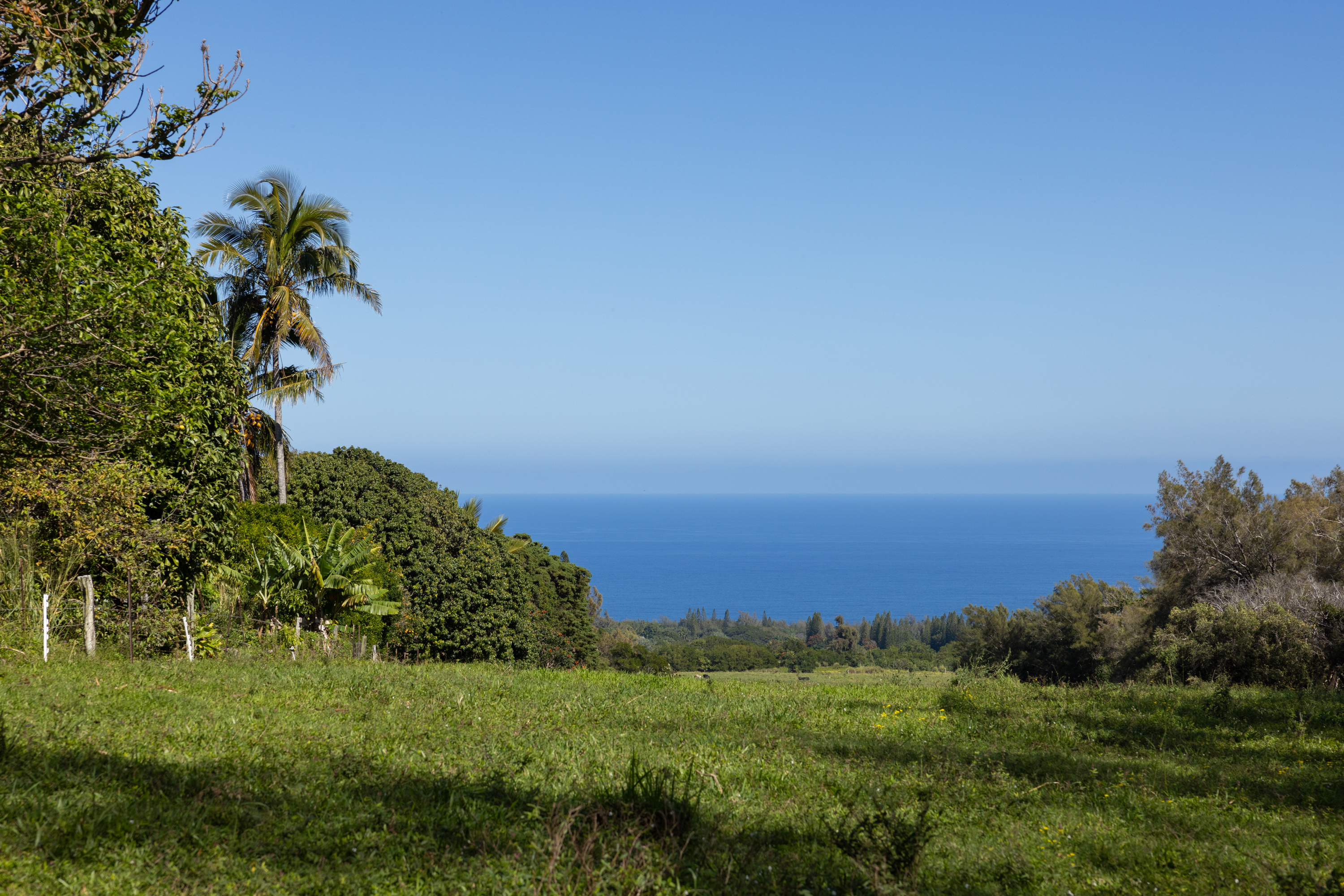 54-2340 Kynnersley Road Kapaau, HI 96755 - Photo 2 of 23 a view of a field with a tree in it