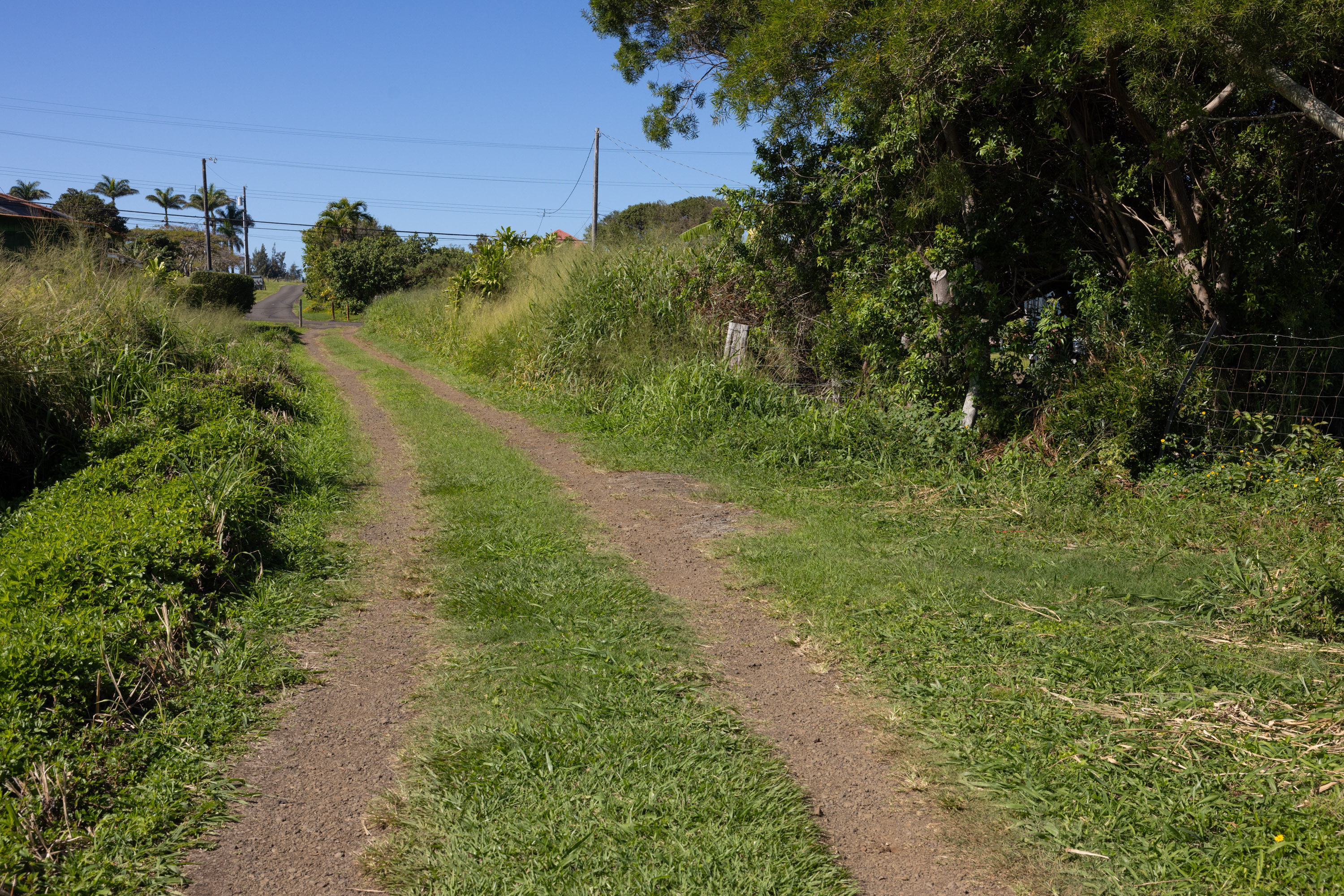 54-2340 Kynnersley Road Kapaau, HI 96755 - Photo 22 of 23 a view of a yard with plants and a bench under an umbrella
