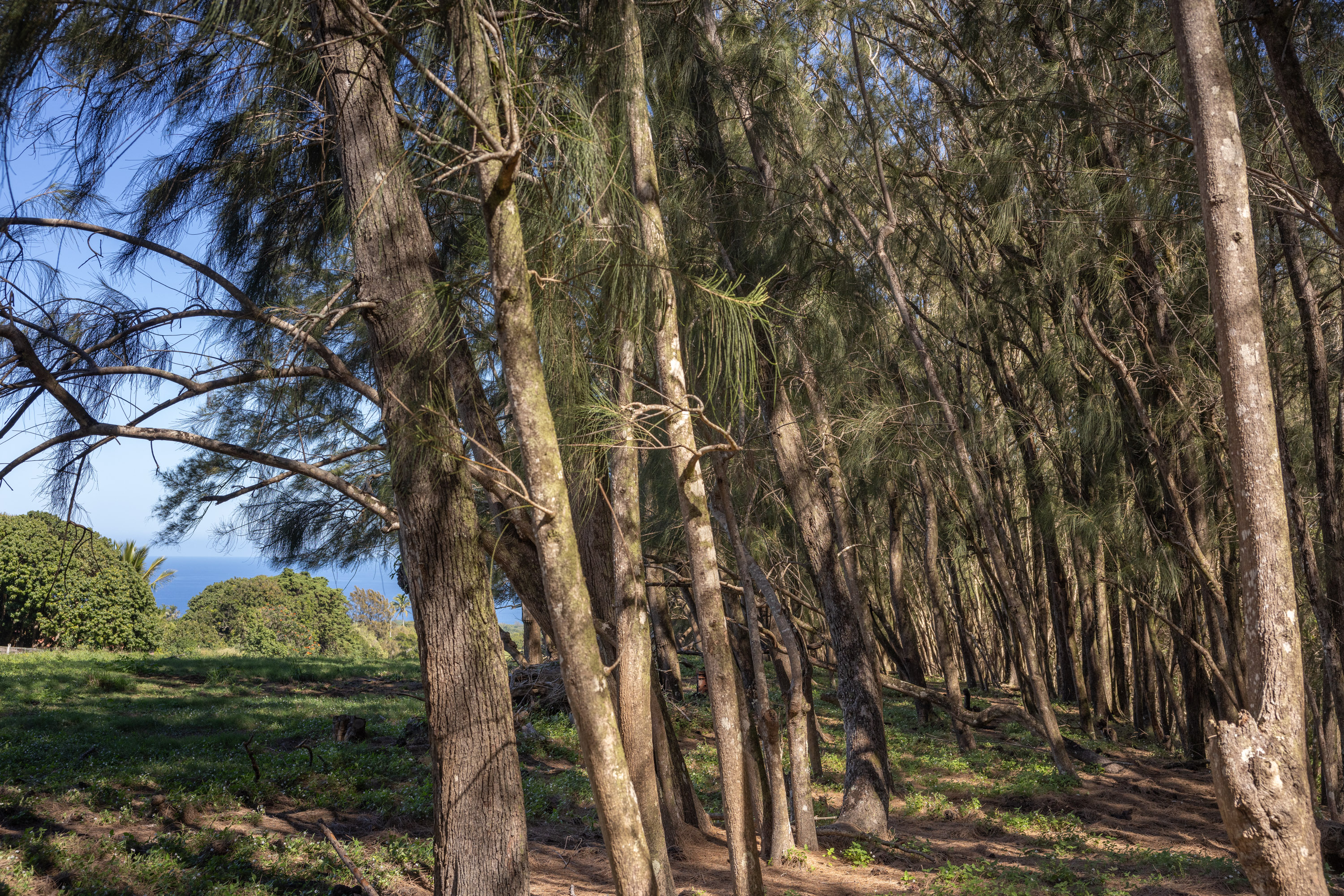 54-2340 Kynnersley Road Kapaau, HI 96755 - Photo 6 of 23 a view of a yard