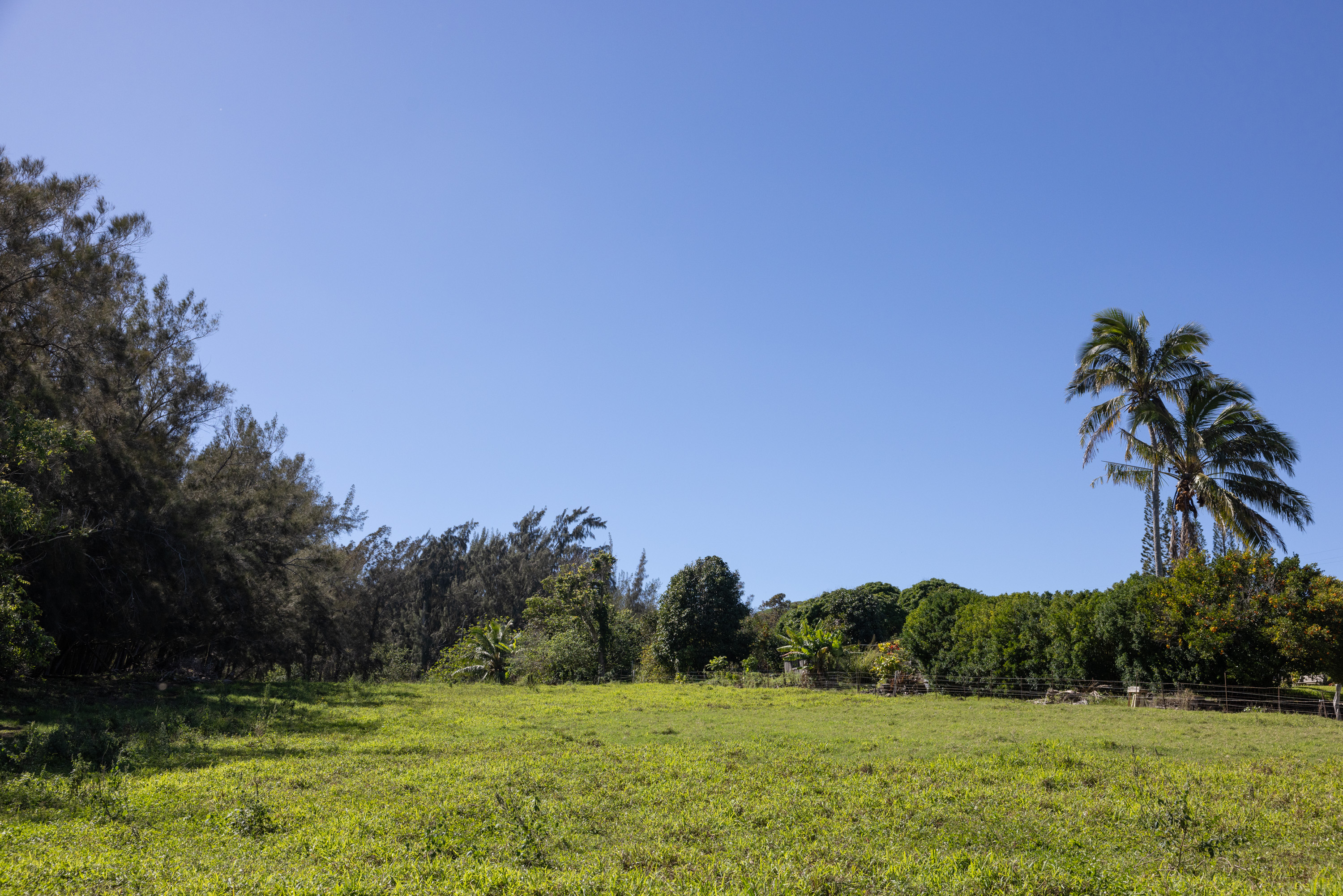 54-2340 Kynnersley Road Kapaau, HI 96755 - Photo 10 of 23 a view of a field with a tree in the background