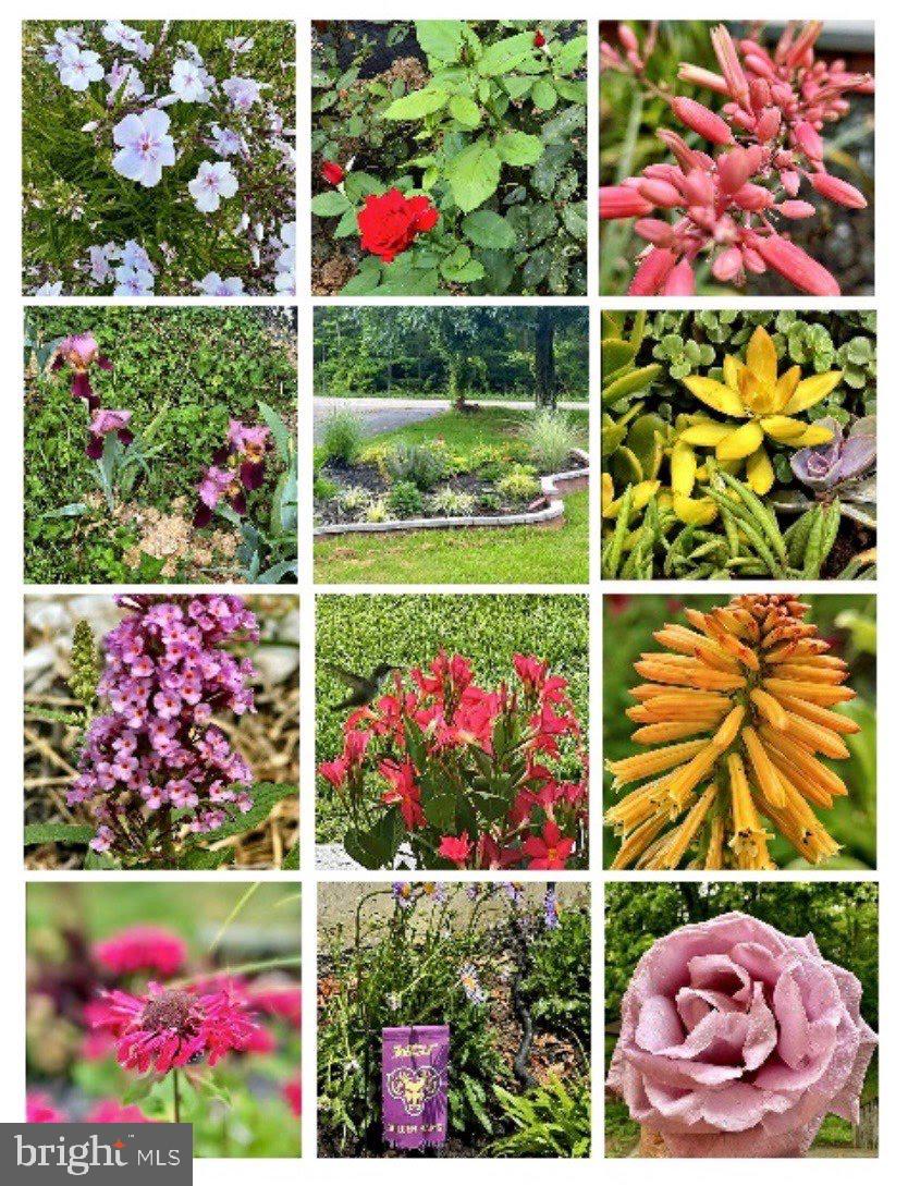 953 Court House Point Road Chesapeake City, MD 21915 - Photo 5 of 5