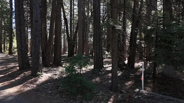 a view of outdoor space with lots of trees