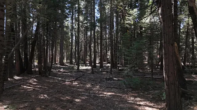 a view of outdoor space with trees