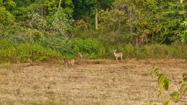 $693,750 | 12 Sturgeon Creek Road, Cedar Hill, TN 37032