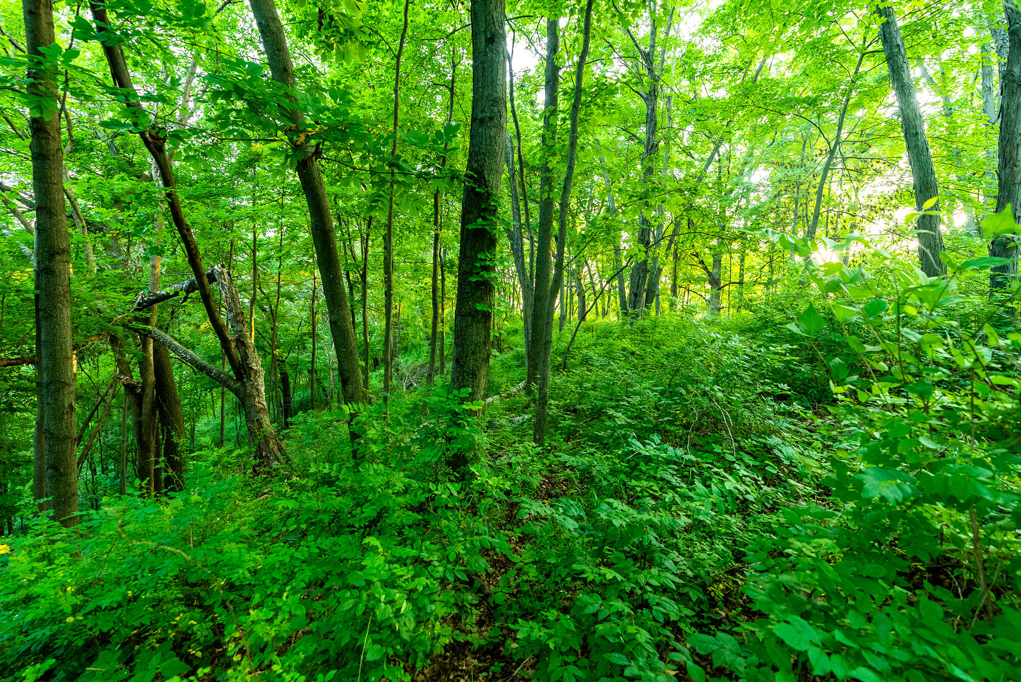 Lt0 Smyth Hollow Road Hillpoint, WI 53937 - Photo 39 of 45 Richland-County-WI-61-Acres-Land-For-Sal