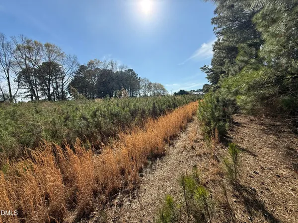 a view of a yard with lots of bushes
