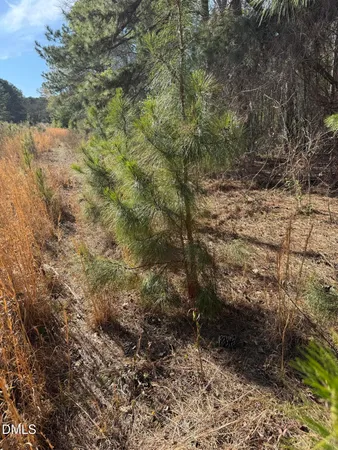 a view of residential houses with outdoor space and trees