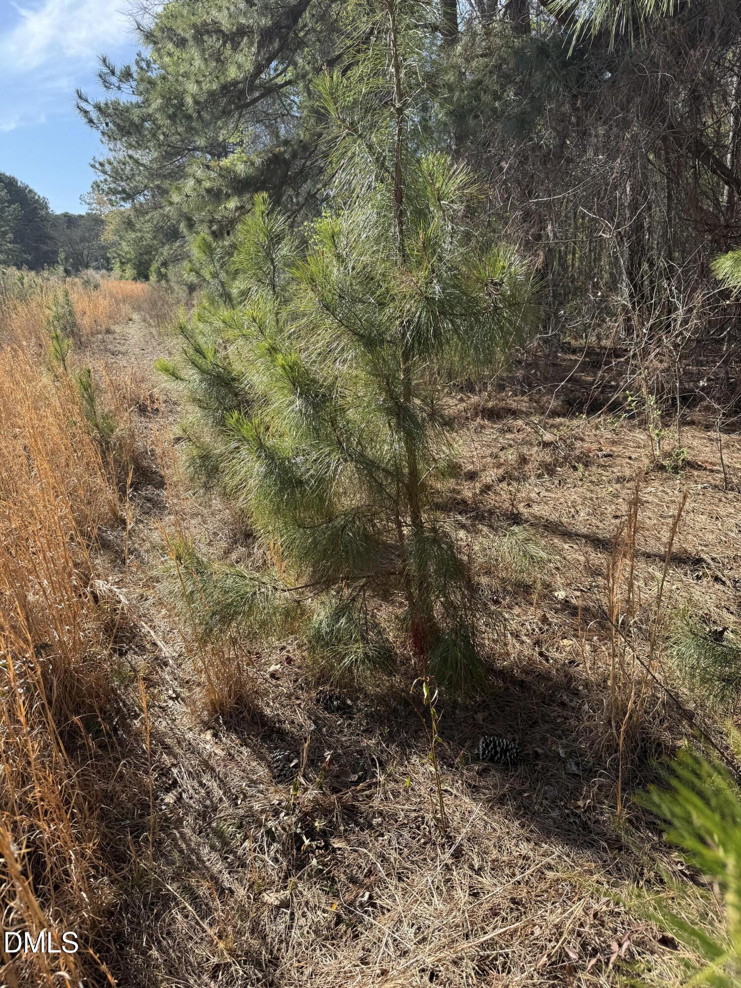 0 Chic Ennis Road Benson, NC 27504 - Photo 9 of 11 a view of a yard with lots of bushes