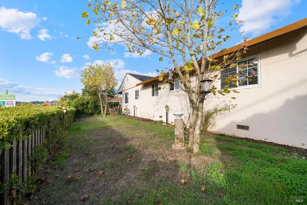 a view of a yard with plants and a large tree
