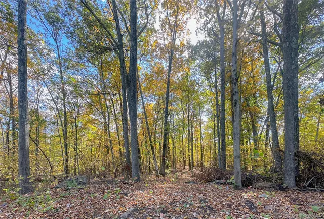 a view of backyard with tree