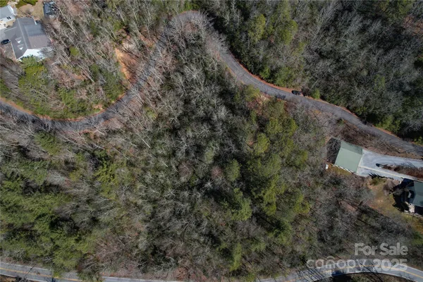 a view of a forest with a tree