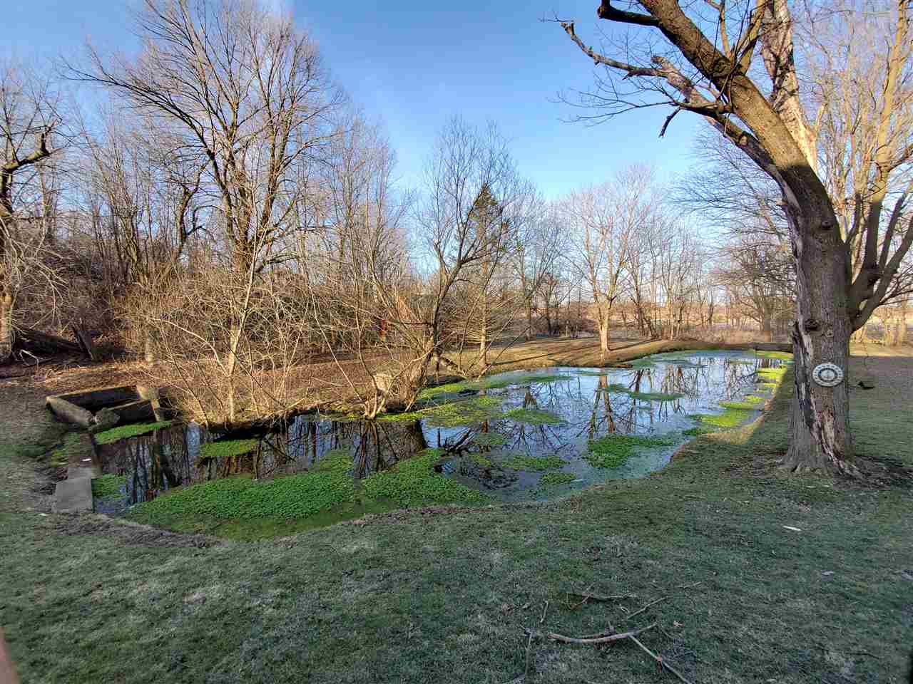 14375 West Springdale Road Forreston, IL 61030 - Photo 31 of 39 a view of a yard with a tree