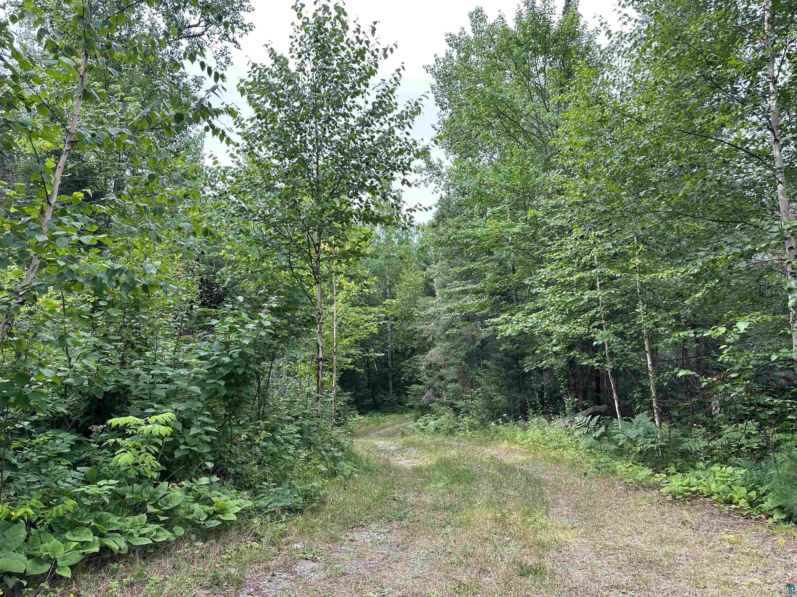 View of local wilderness