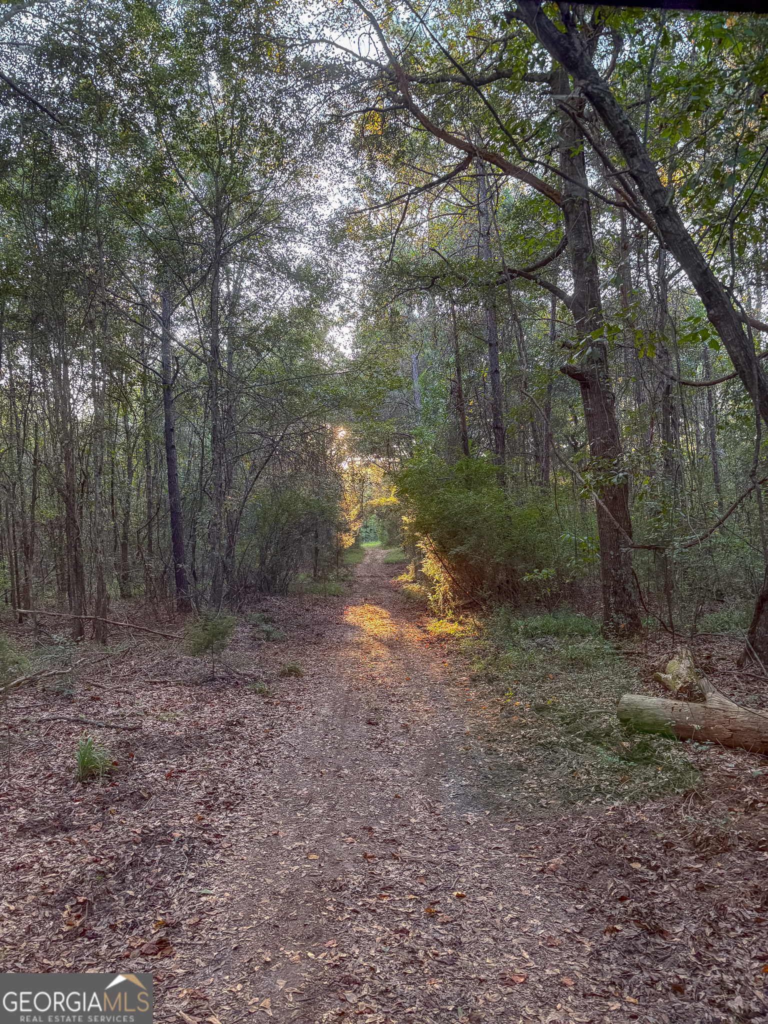 105 Buchanan Road Americus, GA 31719 - Photo 27 of 31 a view of a yard with trees