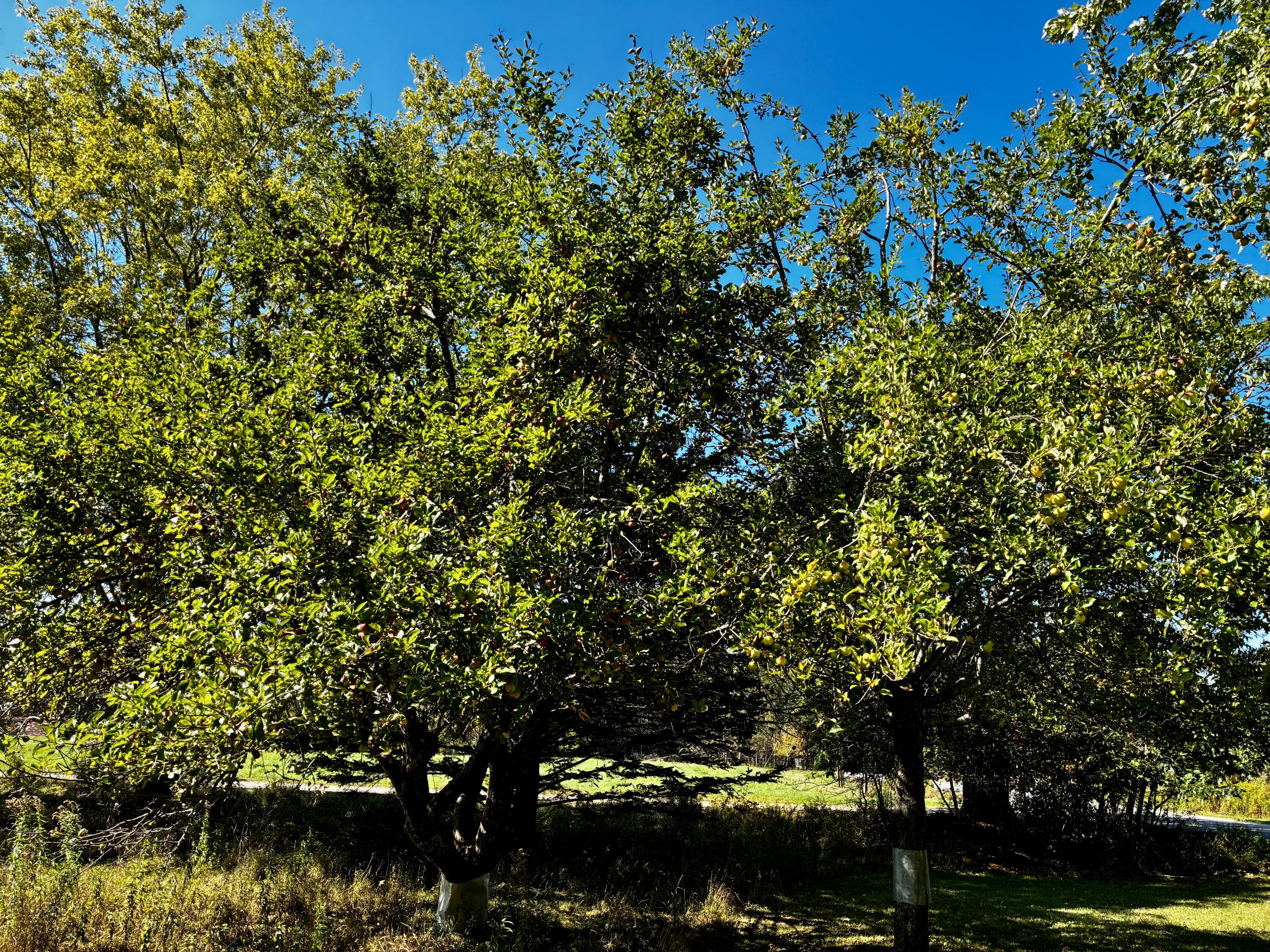 113 Wardwell Point Road Penobscot, ME 04476 - Photo 45 of 54 IMG_1910