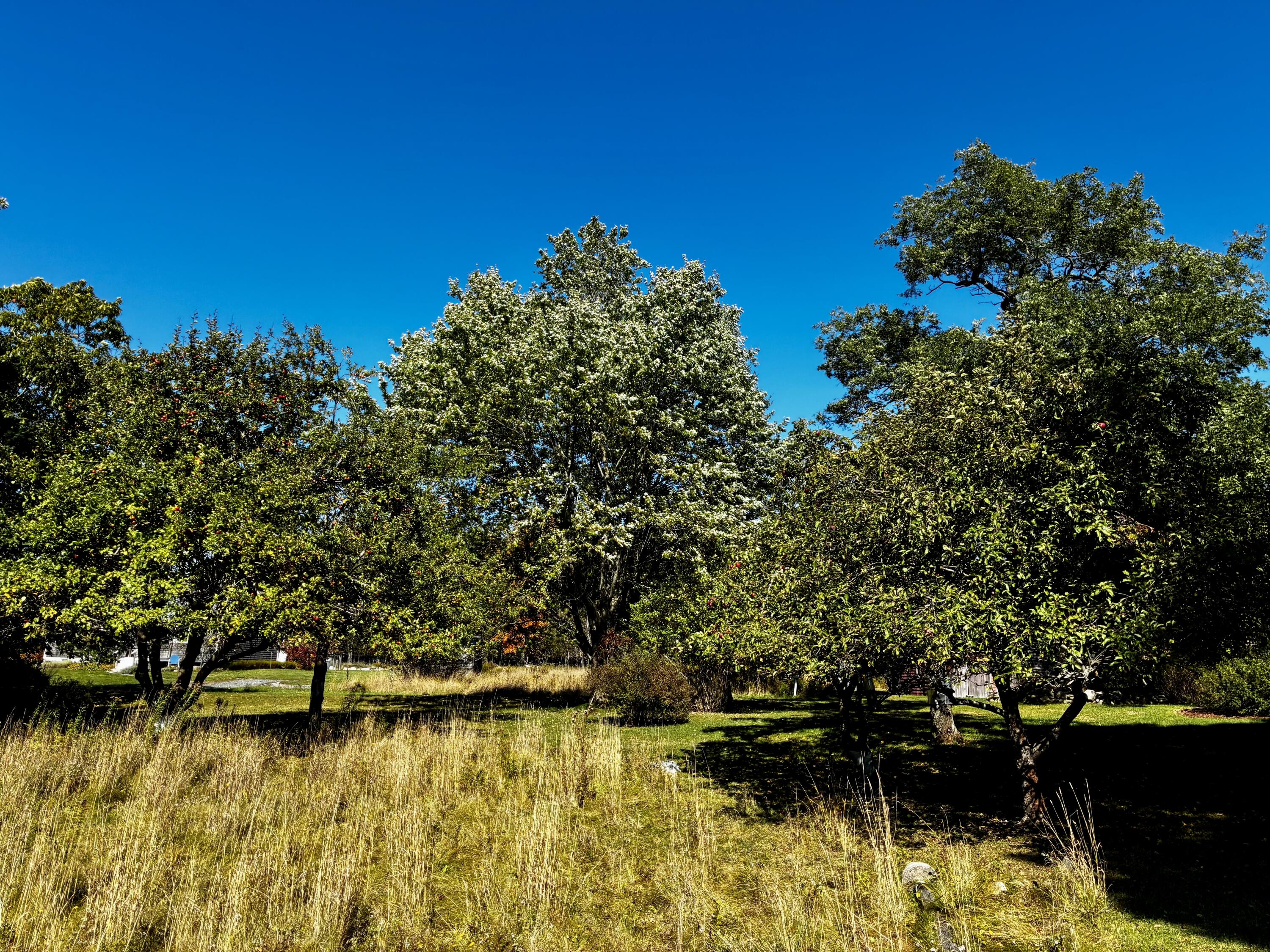 113 Wardwell Point Road Penobscot, ME 04476 - Photo 46 of 54 IMG_1906