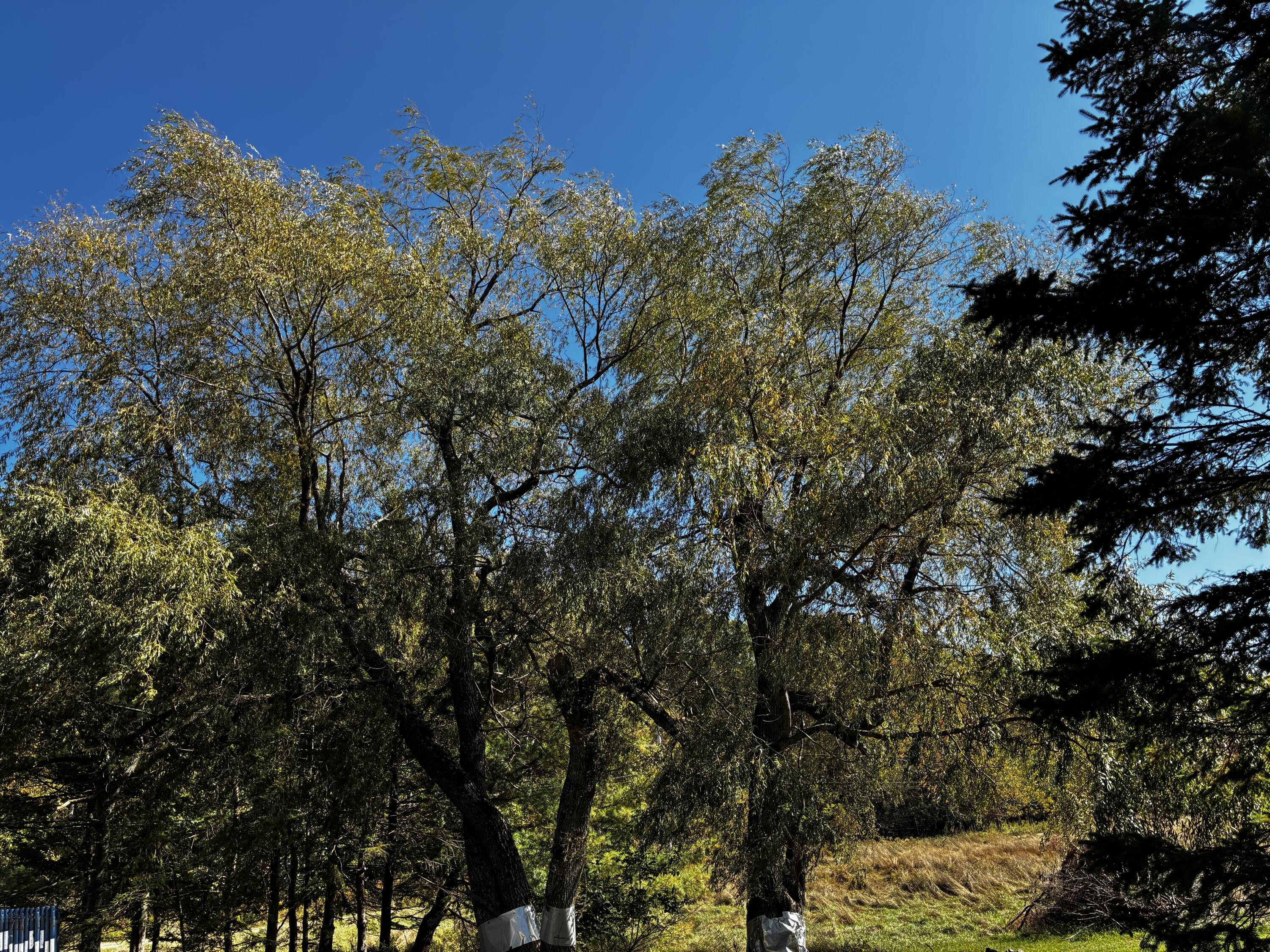 113 Wardwell Point Road Penobscot, ME 04476 - Photo 47 of 54 IMG_1901