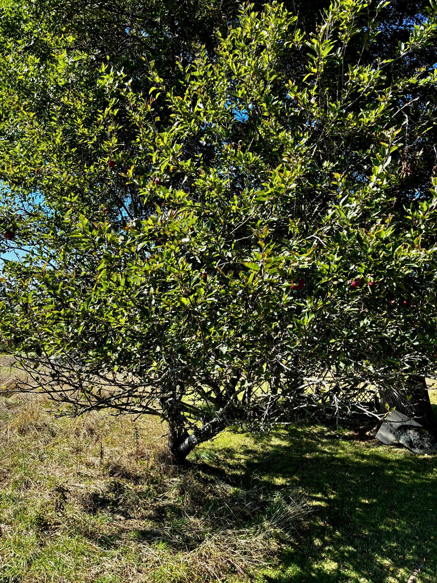 113 Wardwell Point Road Penobscot, ME 04476 - Photo 49 of 54 IMG_1905
