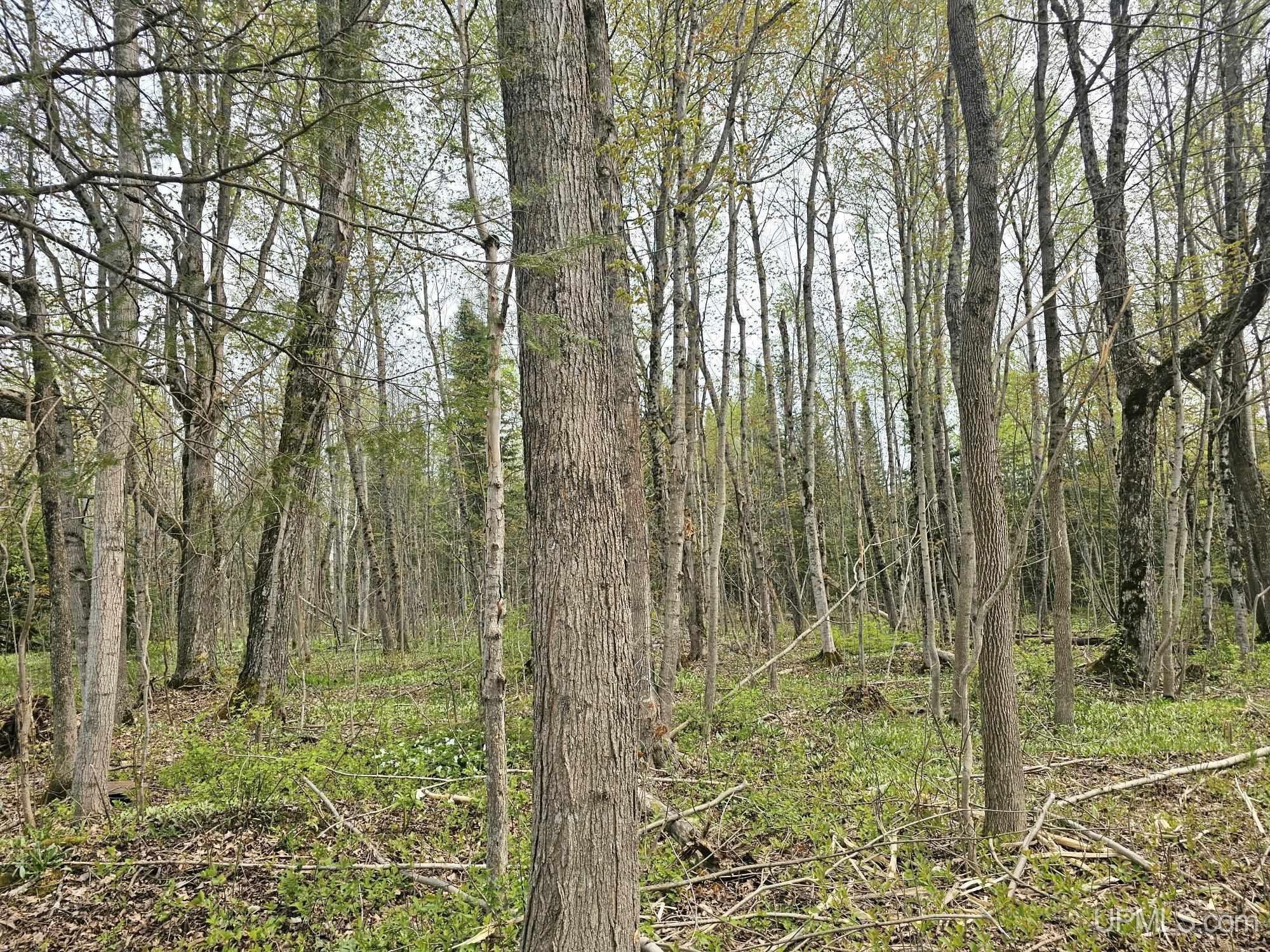 Tbd Vanatta Road Gulliver, MI 49840 - Photo 4 of 5 Gallery Image 4