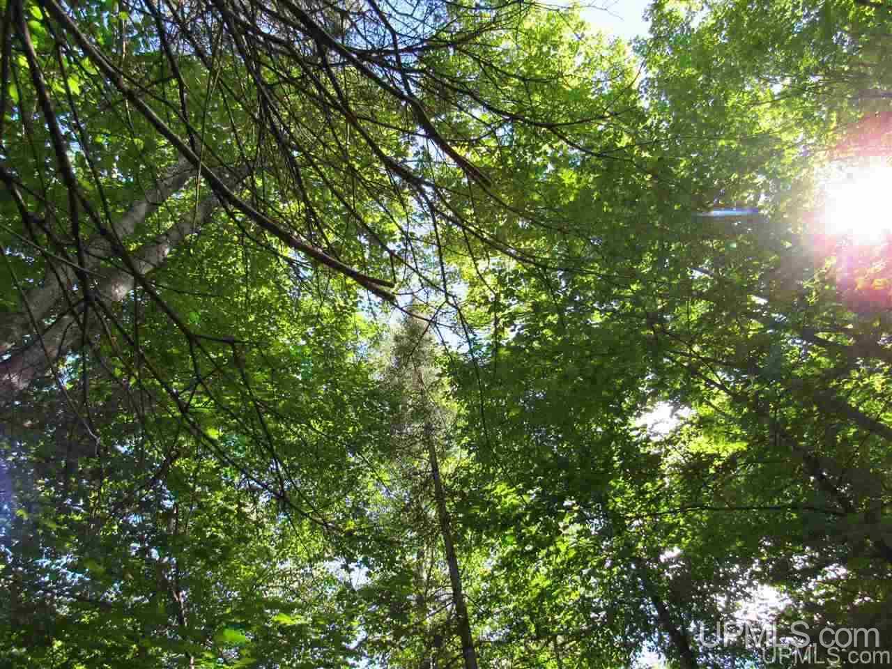 Tbd Tbd Off Stagecoach Road Michigamme, MI 49861 - Photo 36 of 37