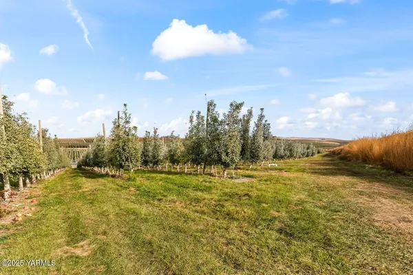 a view of a big yard with swimming pool and mountain view
