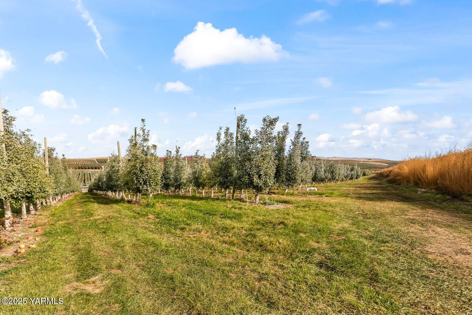 370 Macy Road Zillah, WA 98953 - Photo 20 of 42 a view of a big yard with swimming pool and mountain view