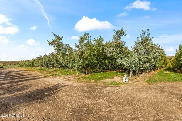 a view of a yard with a tree