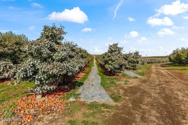 a view of a yard with a trees