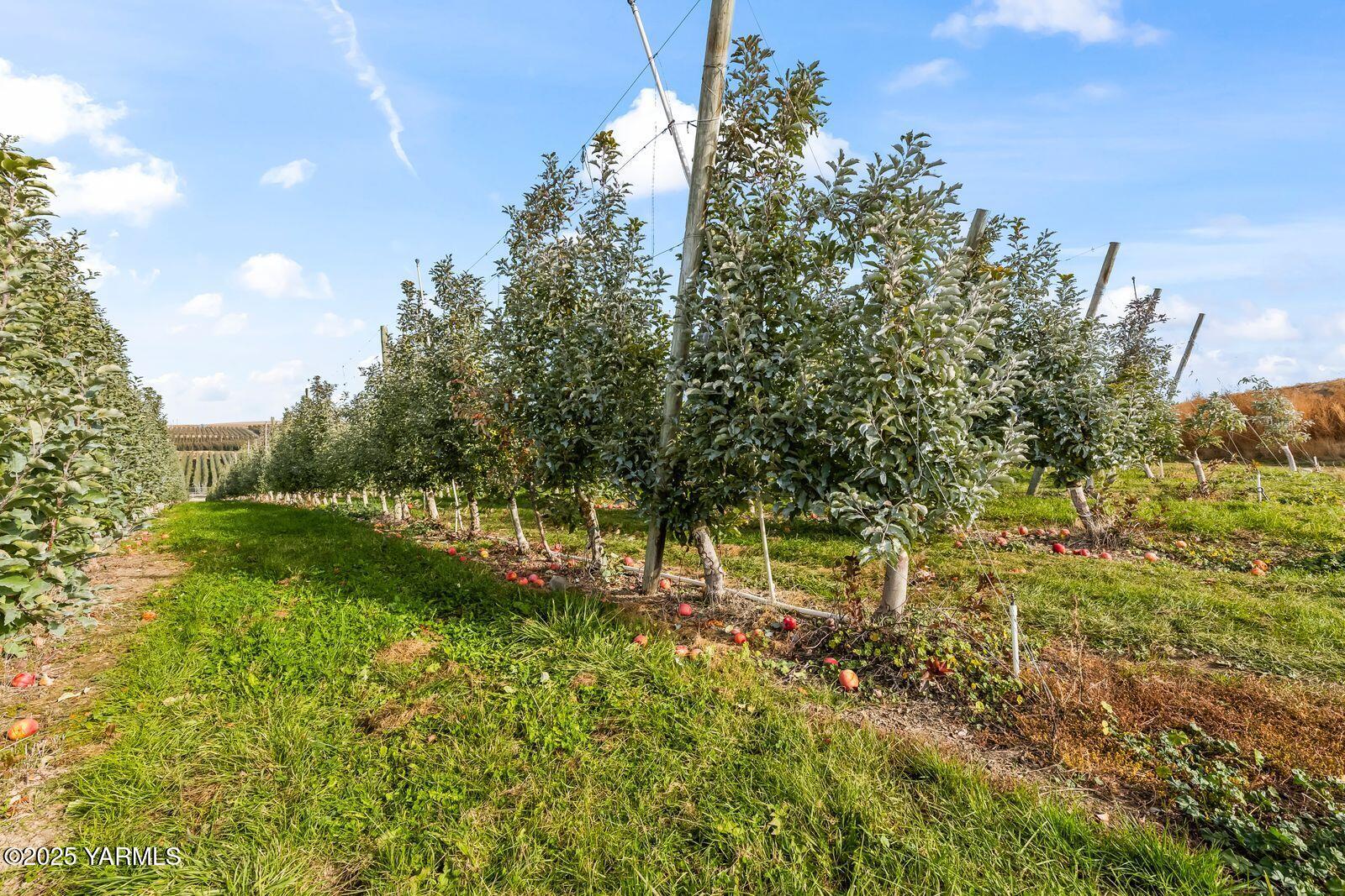 370 Macy Road Zillah, WA 98953 - Photo 5 of 42 a view of yard